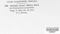 Erysiphe necator image